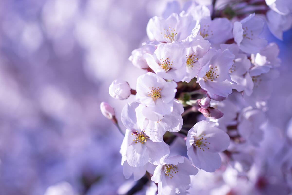 桜の花